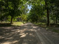 a dirt road with trees and grass on either side of it, surrounded by tall, green leaves