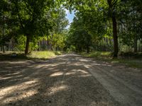 a dirt road with trees and grass on either side of it, surrounded by tall, green leaves