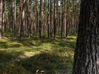 a group of deers grazing in an evergreen forest in the spring sun near a wooded area