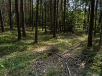 a wide path winds through a pine forest on a sunny day with bright sun filtering in