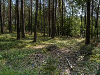 a wide path winds through a pine forest on a sunny day with bright sun filtering in