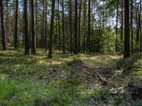 a wide path winds through a pine forest on a sunny day with bright sun filtering in