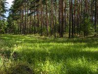 Brandenburg Day: Open Space and Grass