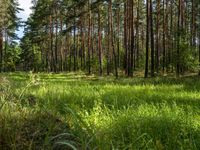 Brandenburg Day: Open Space and Grass