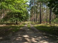 a dirt road leading through the woods towards trees and bushes with grass on both sides