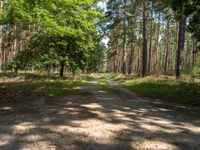 a dirt road leading through the woods towards trees and bushes with grass on both sides