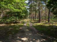 a dirt road leading through the woods towards trees and bushes with grass on both sides