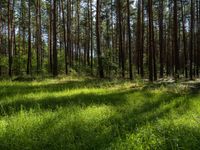 a large forest in the distance with tall pines growing in it and green grass and wild grass