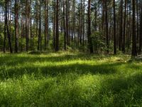 a large forest in the distance with tall pines growing in it and green grass and wild grass