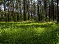 a large forest in the distance with tall pines growing in it and green grass and wild grass