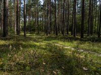 a wooden trail in a pine forest lined with tall trees and grass below it, with many leaves on the ground