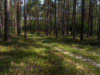 a wooden trail in a pine forest lined with tall trees and grass below it, with many leaves on the ground