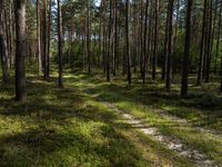 a wooden trail in a pine forest lined with tall trees and grass below it, with many leaves on the ground