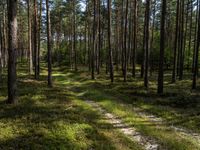 a wooden trail in a pine forest lined with tall trees and grass below it, with many leaves on the ground