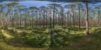 a panoramic view of an area with pine trees and vegetation inside of it