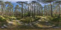 this digital - effect picture shows an image of pines in the forest in the foreground, and some tracks drawn by the tree line of the woods on a path