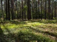 a wide path winds through a pine forest on a sunny day with bright sun filtering in