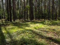 a wide path winds through a pine forest on a sunny day with bright sun filtering in