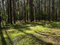 a wide path winds through a pine forest on a sunny day with bright sun filtering in