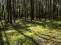 a wide path winds through a pine forest on a sunny day with bright sun filtering in