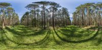 trees that are growing by a field, taken from a fish eye lens with some grass