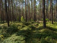 a lush green grass covered forest in the sun with tall trees and blue sky in the background