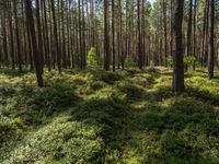 a lush green grass covered forest in the sun with tall trees and blue sky in the background