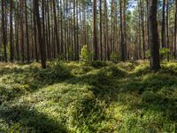 a lush green grass covered forest in the sun with tall trees and blue sky in the background