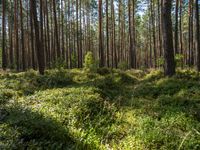 a lush green grass covered forest in the sun with tall trees and blue sky in the background