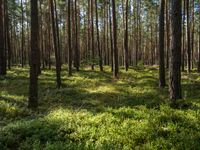 the sun shines through pine trees and bright green grass in an open wooded area