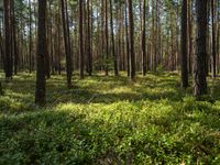 the sun shines through pine trees and bright green grass in an open wooded area