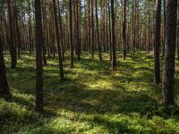 the sun shines through pine trees and bright green grass in an open wooded area