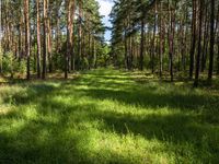 Brandenburg Landscape: Tall Trees and Lush Green