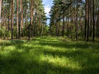 Brandenburg Landscape: Tall Trees and Lush Green