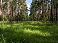 Brandenburg Landscape: Tall Trees and Lush Green