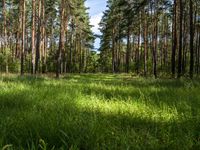 Brandenburg Landscape: Tall Trees and Lush Green