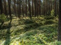 Brandenburg: Off Road Track in Open Space