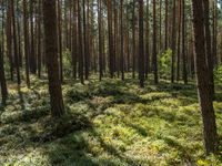 Brandenburg: Off Road Track in Open Space