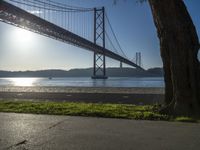 a tree and the road beside the water under a bridge with a boat below it