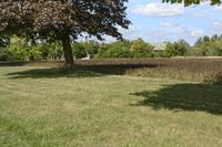 a brown cow standing in a grass field under a tree next to a road sign