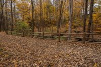 the trail leads through a forested area with wooden fences in front of it and colorful leaves scattered on the ground