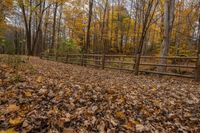 the trail leads through a forested area with wooden fences in front of it and colorful leaves scattered on the ground