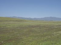 a lone cow in the wild grazing on grass and mountains in the background on an open plain