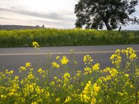 California Agriculture: Green Mustard Fields