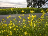 California Agriculture: Green Mustard Fields