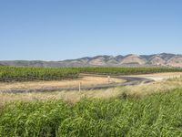 the road passes through a rural vineyard like area in the desert, which is dotted with tall grass