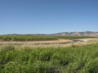 the road passes through a rural vineyard like area in the desert, which is dotted with tall grass