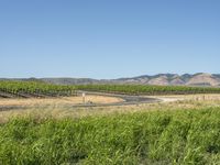 the road passes through a rural vineyard like area in the desert, which is dotted with tall grass