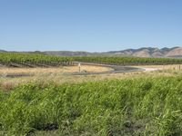 the road passes through a rural vineyard like area in the desert, which is dotted with tall grass