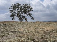 a lone tree in a barren, open field by the ocean on a cloudy day